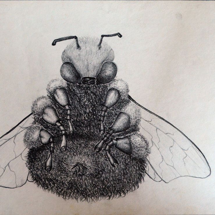 Found a dead bee - pencil on paper
